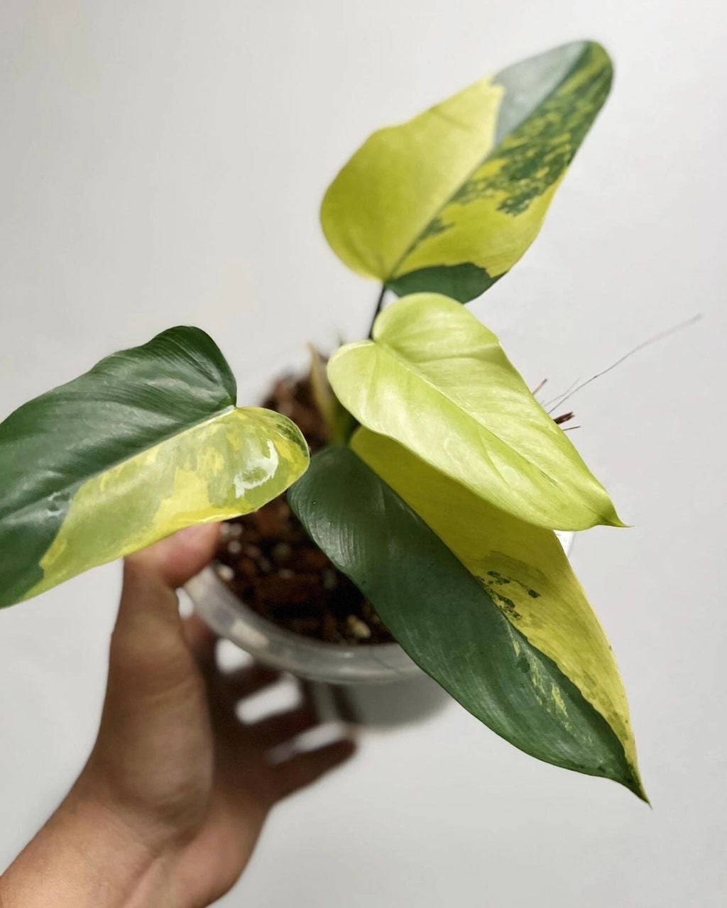 Aglaonema Cinderella – plante d'intérieur tropicale unique