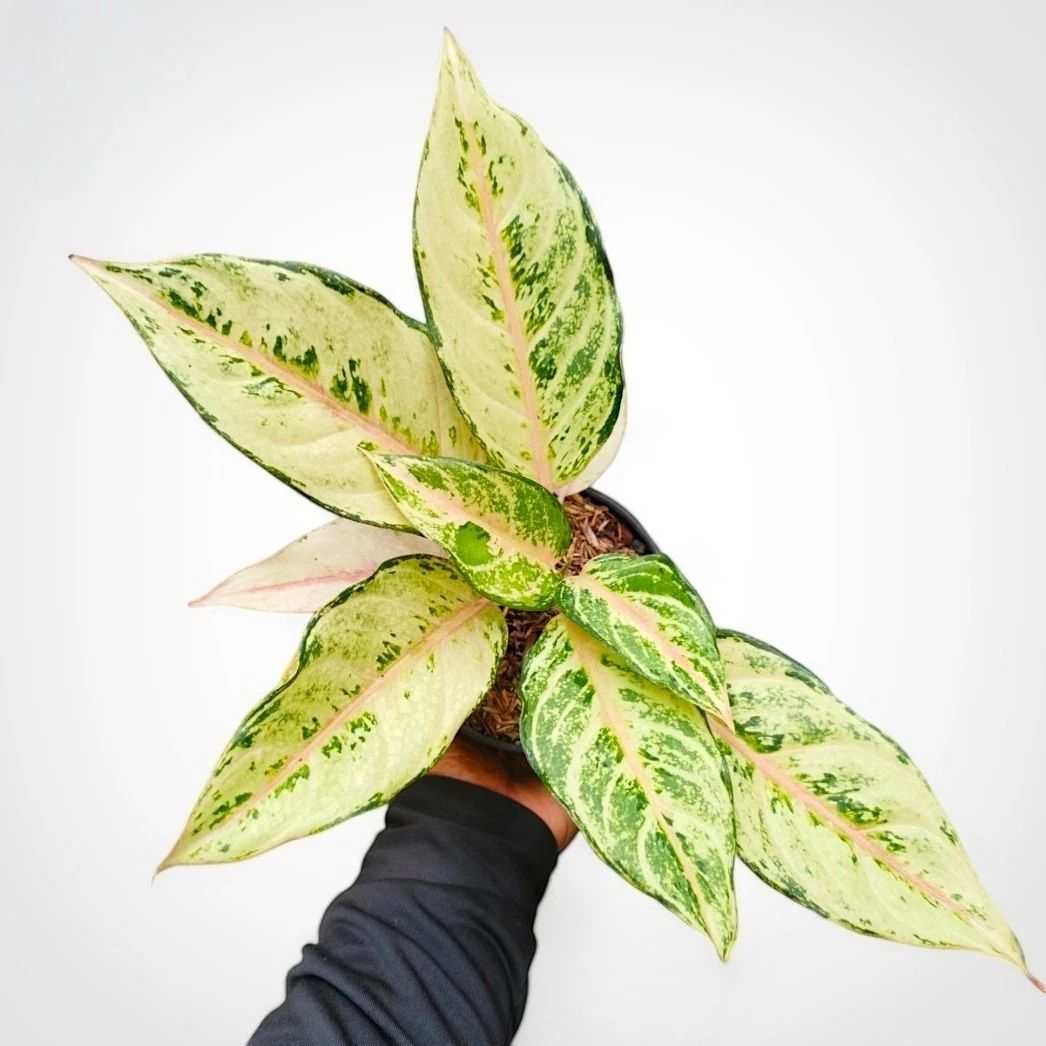 Aglaonema Cinderella – plante d'intérieur tropicale unique