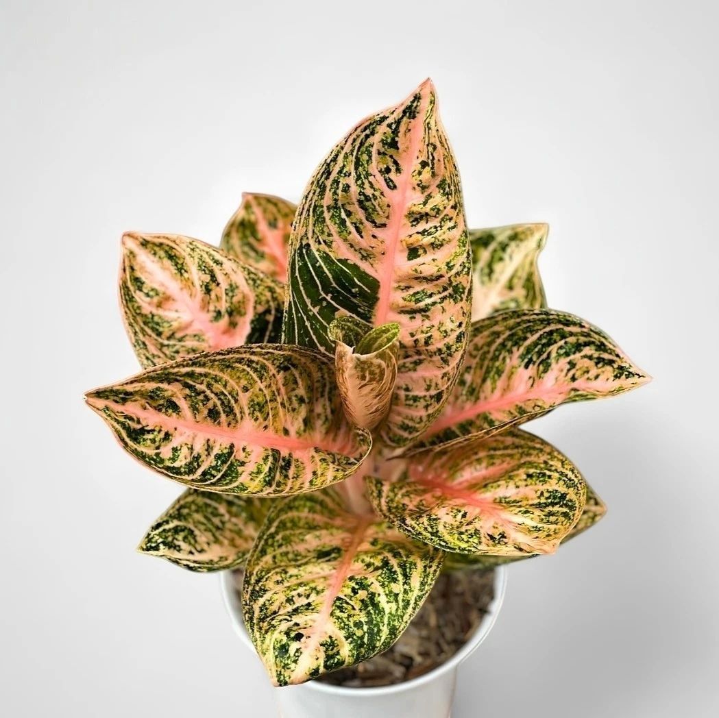 Aglaonema Widuri Orange – plante d'intérieur tropicale unique