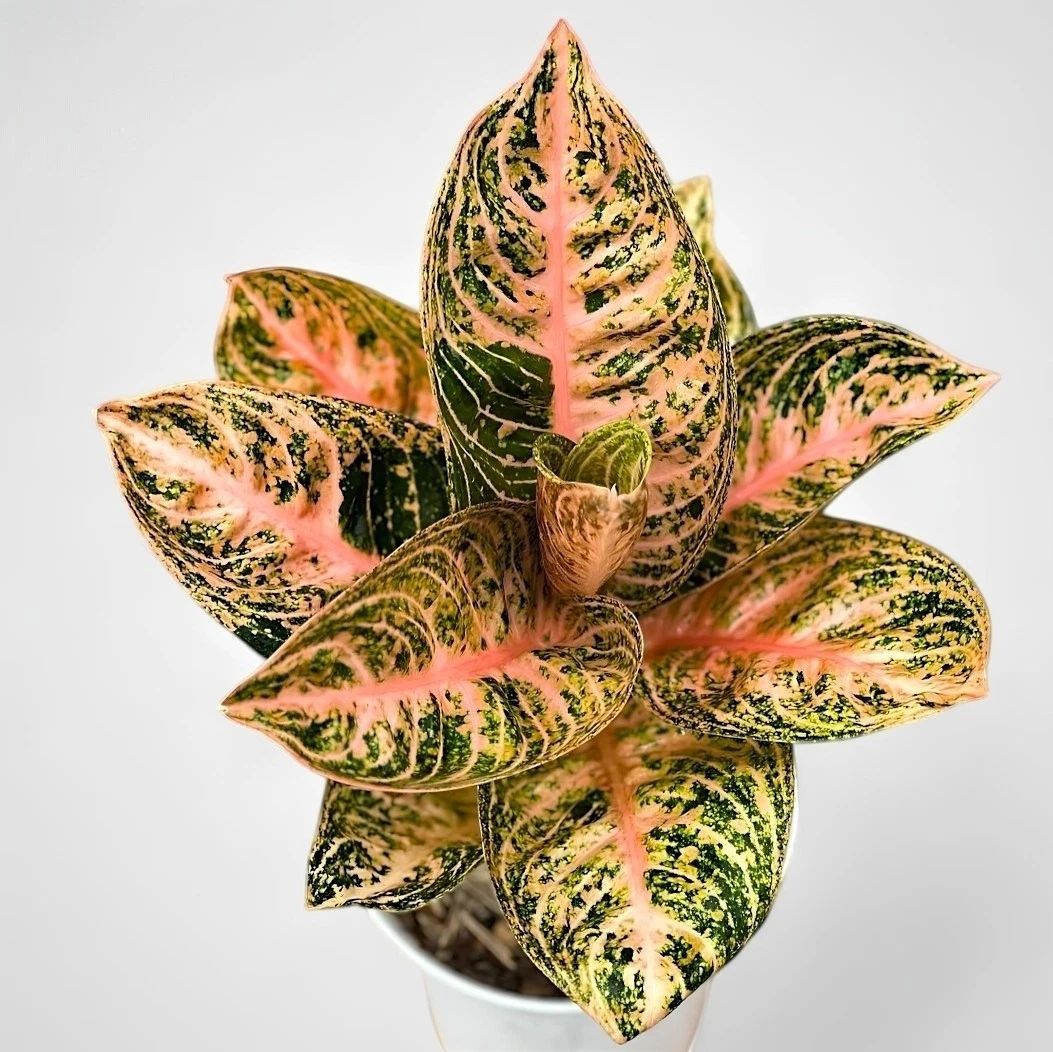 Aglaonema Widuri Orange – plante d'intérieur tropicale unique