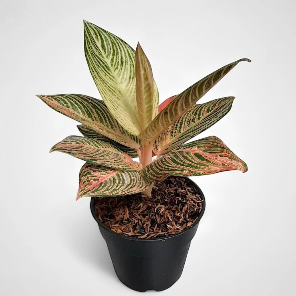 Aglaonema Golden Hope – plante d'intérieur tropicale unique