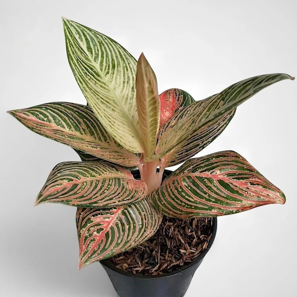 Aglaonema Golden Hope – plante d'intérieur tropicale unique