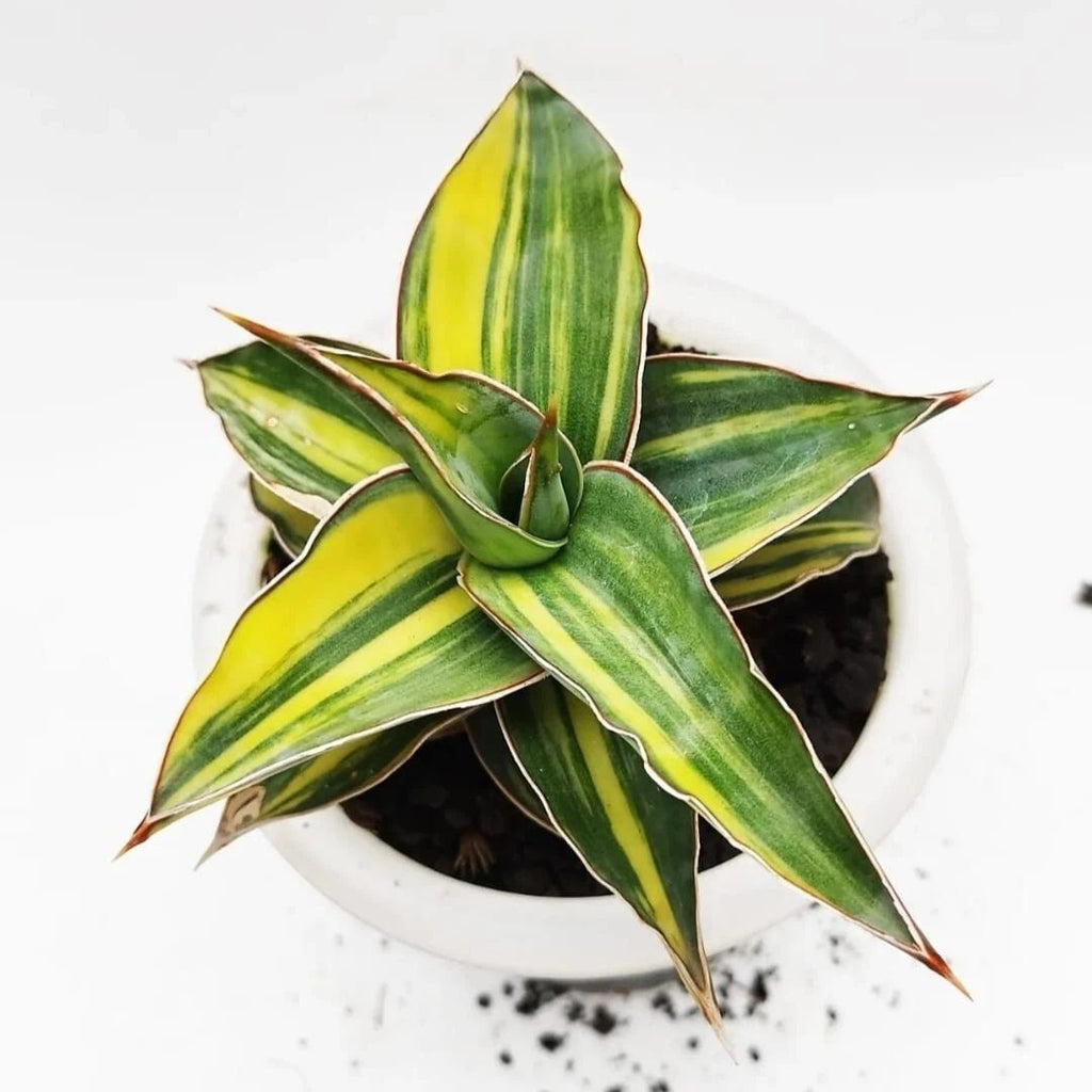 Sansevieria Kimayo Variegata – plante serpent d'intérieur rare et unique
