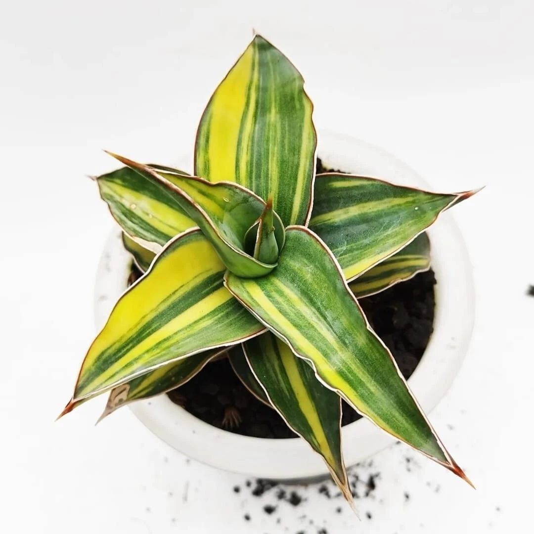 Philodendron Bipennifolium Variegata – plante panachée rare