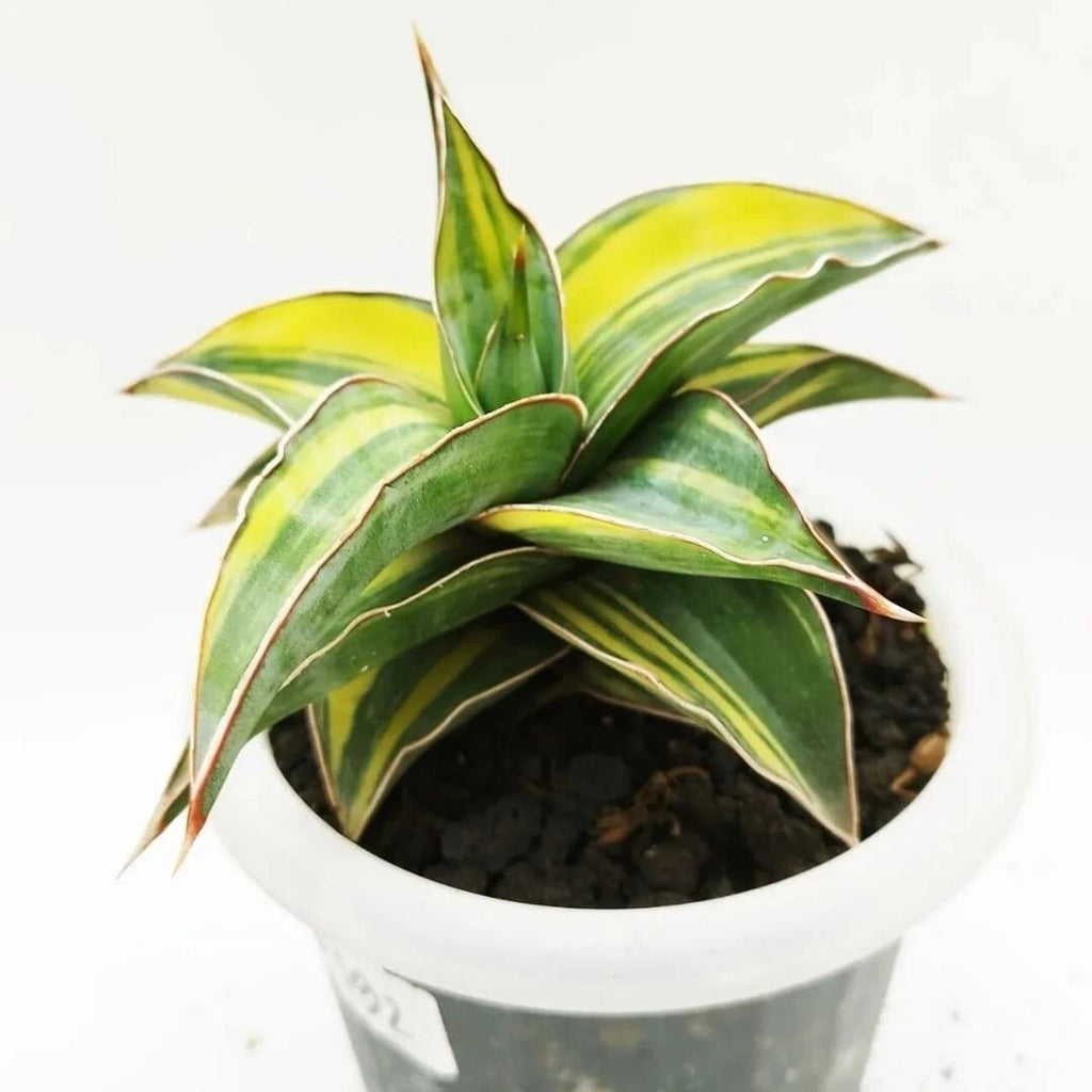 Sansevieria Kimayo Variegata – plante serpent d'intérieur rare et unique