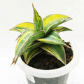 Philodendron Bipennifolium Variegata – plante panachée rare