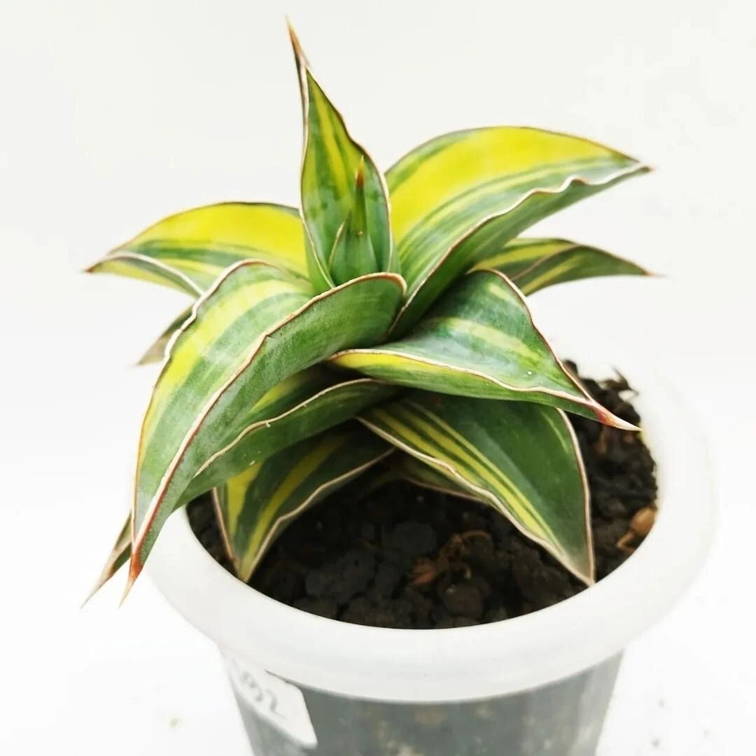 Philodendron Bipennifolium Variegata – plante panachée rare