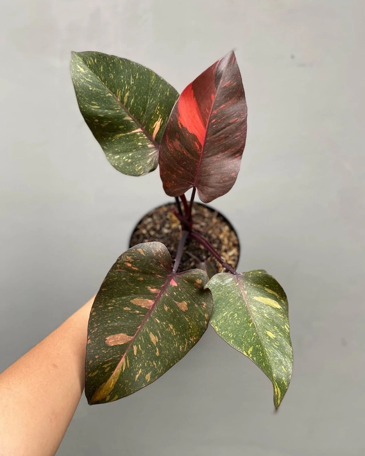 Philodendron Orange Princess Galaxy Variegata – plante panachée rare