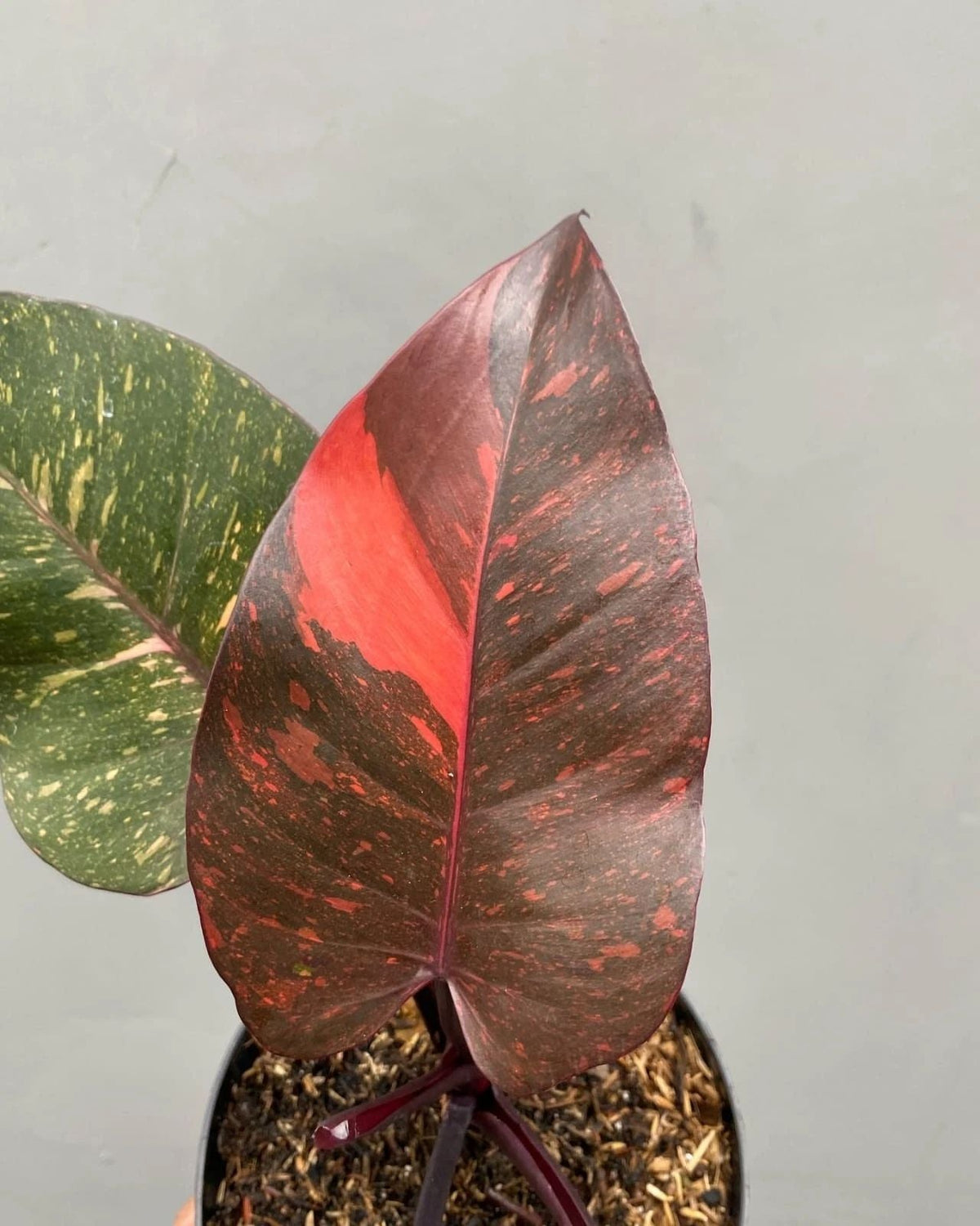 Philodendron Orange Princess Galaxy Variegata – plante panachée rare