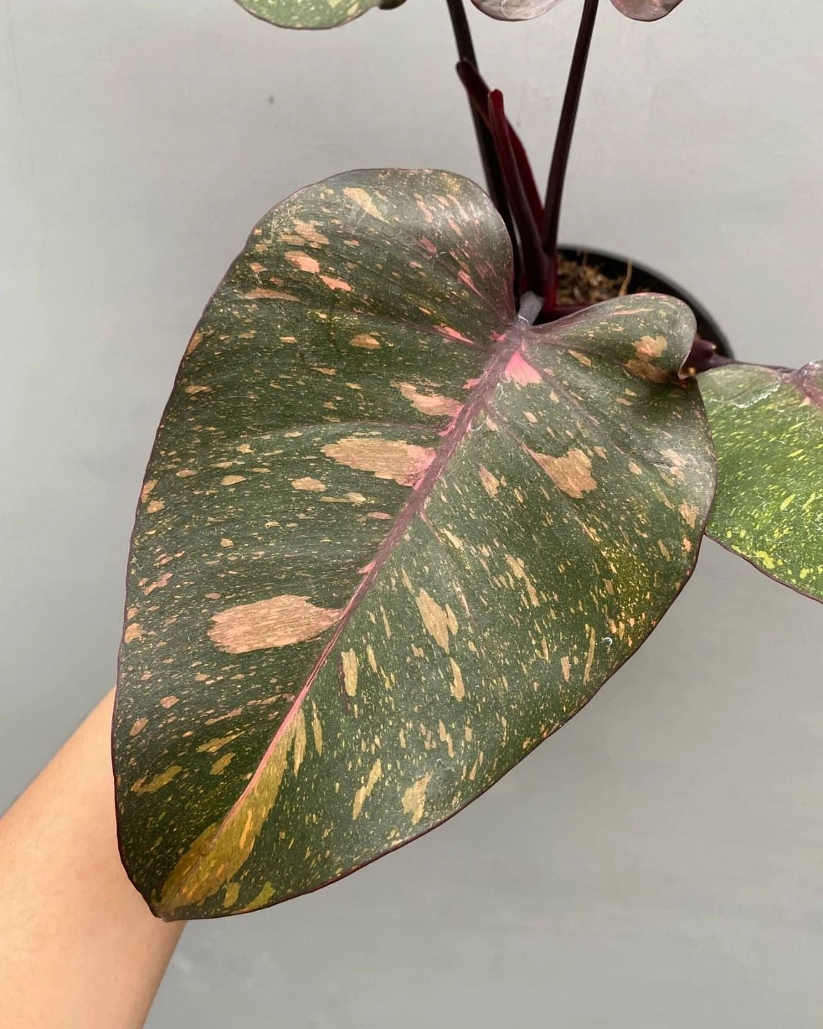 Philodendron Orange Princess Galaxy Variegata – plante panachée rare